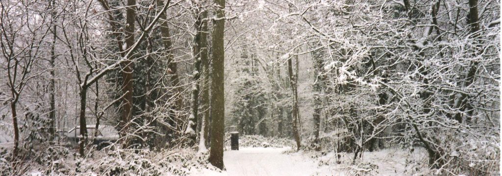Snow in the woods